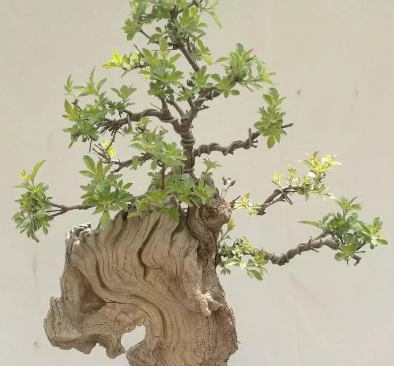 浇水|你看不上眼的黄荆,我拿来制成盆景,既好看又值钱