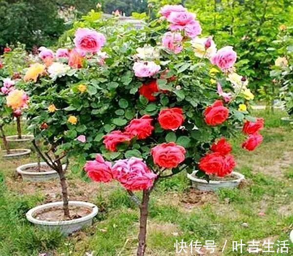 杜鹃花，栀子花扔了吧养棵“花树”，能开花300天，见土就活