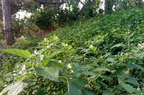 一种茄子，全株都有毒，却成南方民间美味野菜，做腌菜是一绝