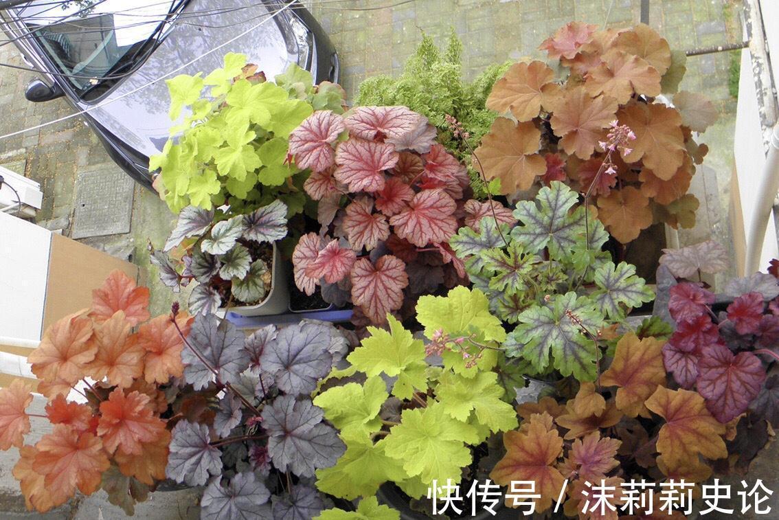 雨雪天冻不死的8种花,越冷越开花,冬天养一盆,喜庆又漂亮