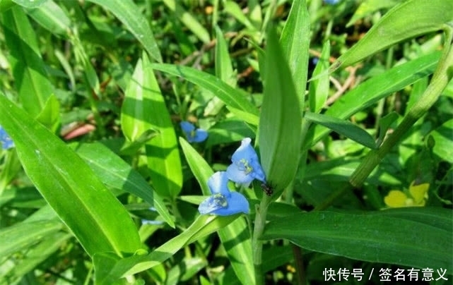 泡水|农村一种野菜,不仅食用价值高,而且泡水喝还有药用价值,请重视