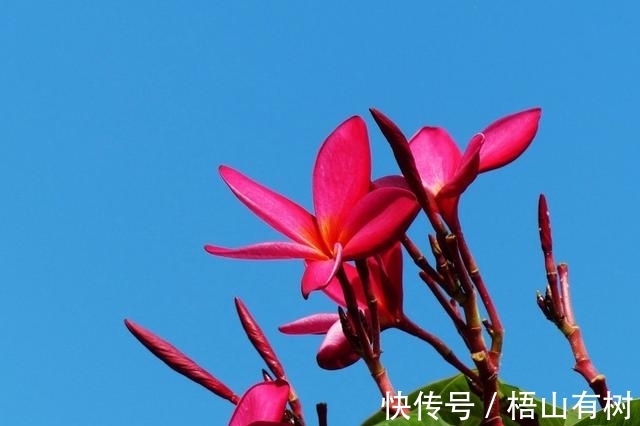 天秤|8月，春色无边，花锦良缘，爱情出现的刚刚好