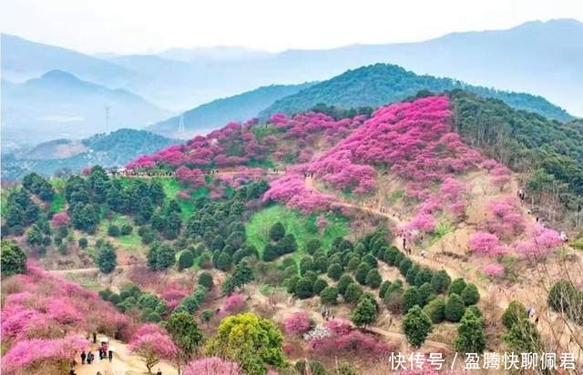 宁波赏梅好去处，这五大绝美花海，媲美西藏灵芝的十里桃源