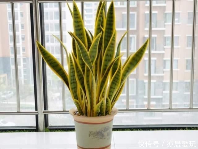 简单|适合卧室养的6种花,好看又实用,养起来也很简单