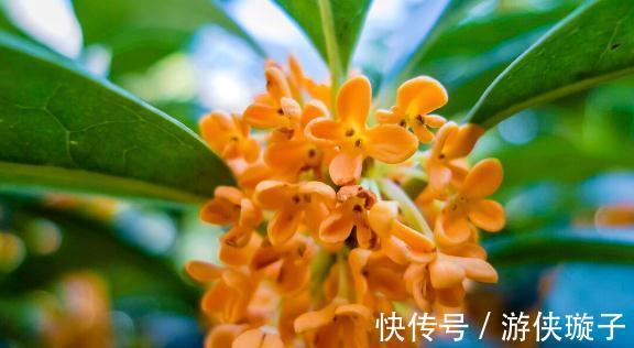 十里桂花香指的是这种桂花,最香的桂花又是哪一个