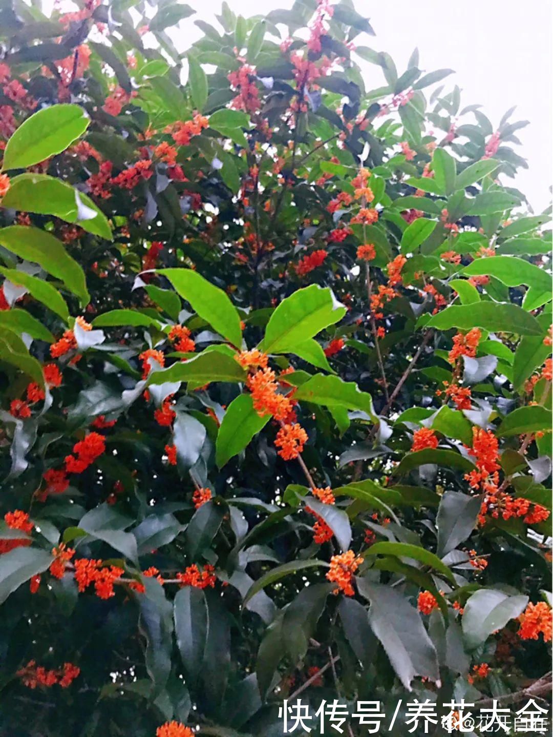 月季|8种花，现在快施肥，秋天开出满树花