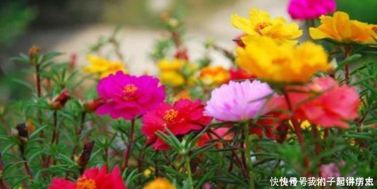 营养土|4种花是懒人的最爱，有阳光就爆盆，好养不操心