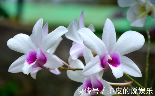 养花试试这几款,品种繁多,形态各异,开花非常个性化