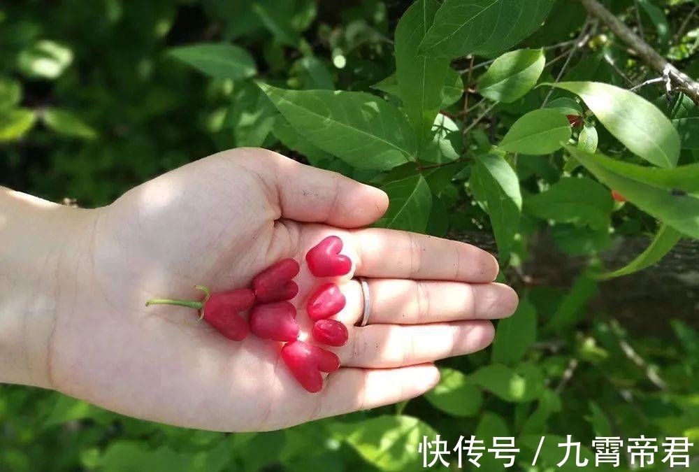 野生|它是“春季第一野果”,含钙很高,市场40元一斤,山里遇见赶紧摘