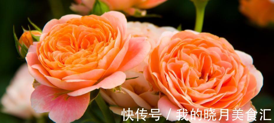 冬季仍然花开满园的果汁阳台,像阳光一样温暖,散发着淡淡的香气