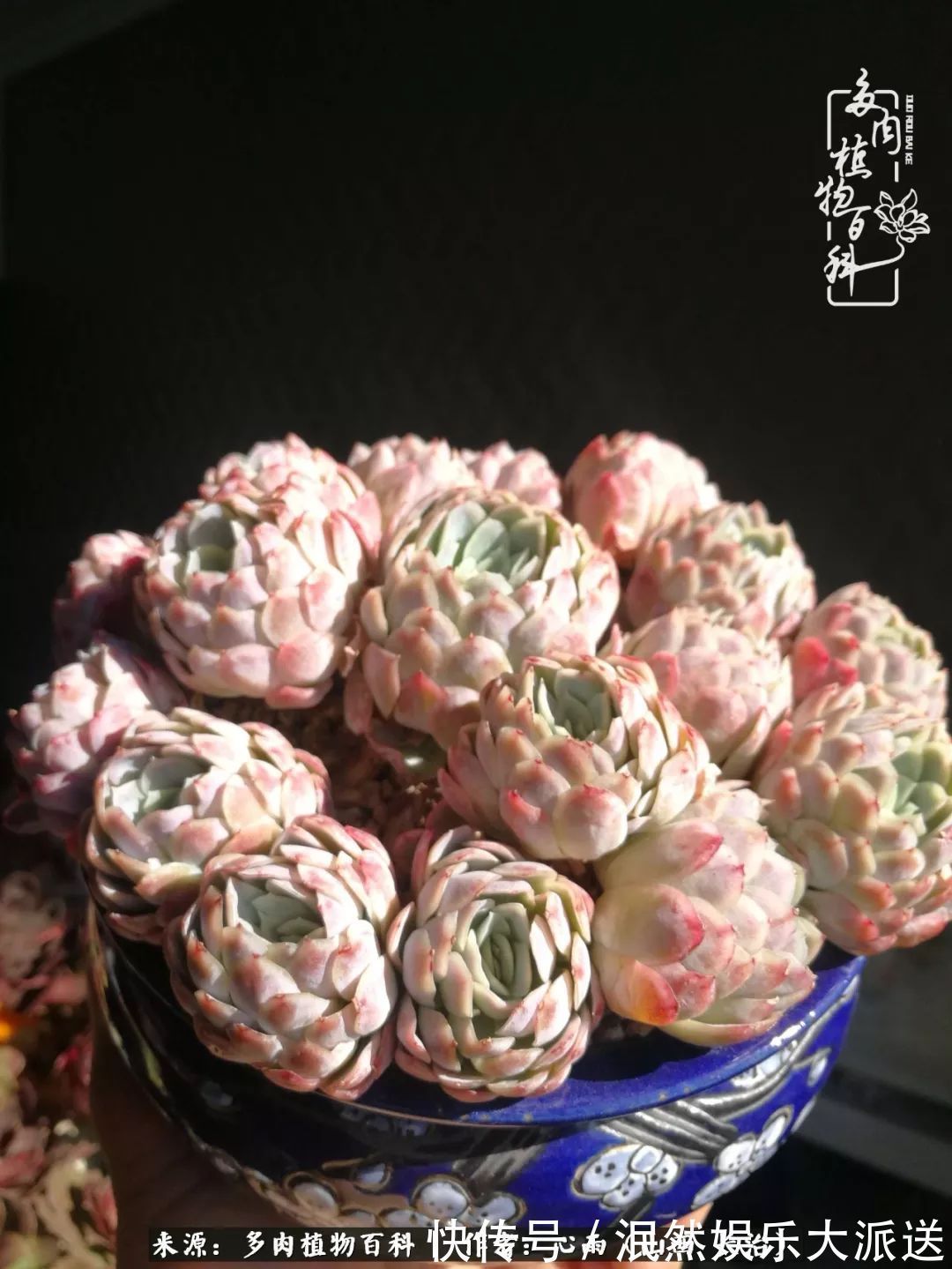 蚧壳虫|为肉痴狂!多肉植物也会用最美的容颜报答我们的勤劳付出!