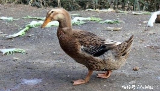 菜市场|菜市场活鸭一只50元为何烤鸭只卖20元看完才发现幸亏没有买