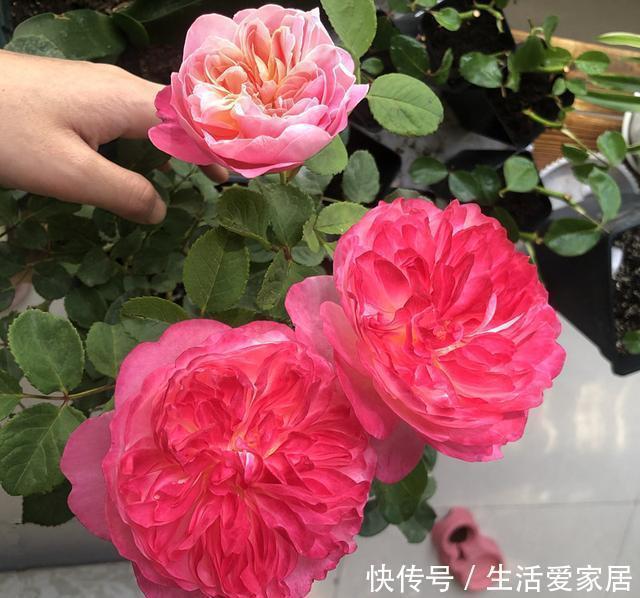 一款很“仙”的盆栽花卉,花朵又香又美,四季都开花,阳台也能养