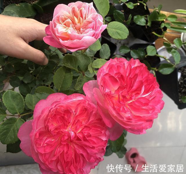 一款很“仙”的盆栽花卉，花朵又香又美，四季都开花，阳台也能养