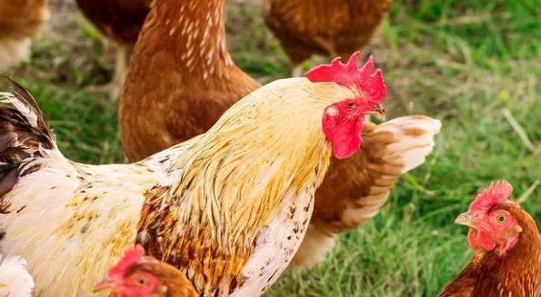 女人|白嘉轩后来引以为豪的是一生里娶过七房女人