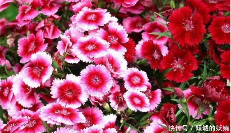 4种花适合新手养,不用费心,开花爆盆很简单,满树都是花朵