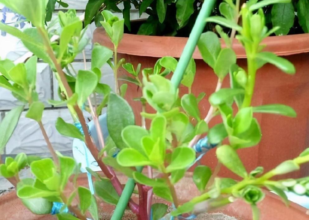 太阳花还能这样养,看到朋友的阳台,气就不打一处来