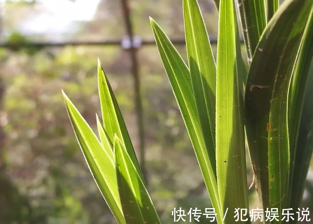 兰花|兰花僵苗怎么办?最怕这种错误判断,兰友:难怪一直不开花