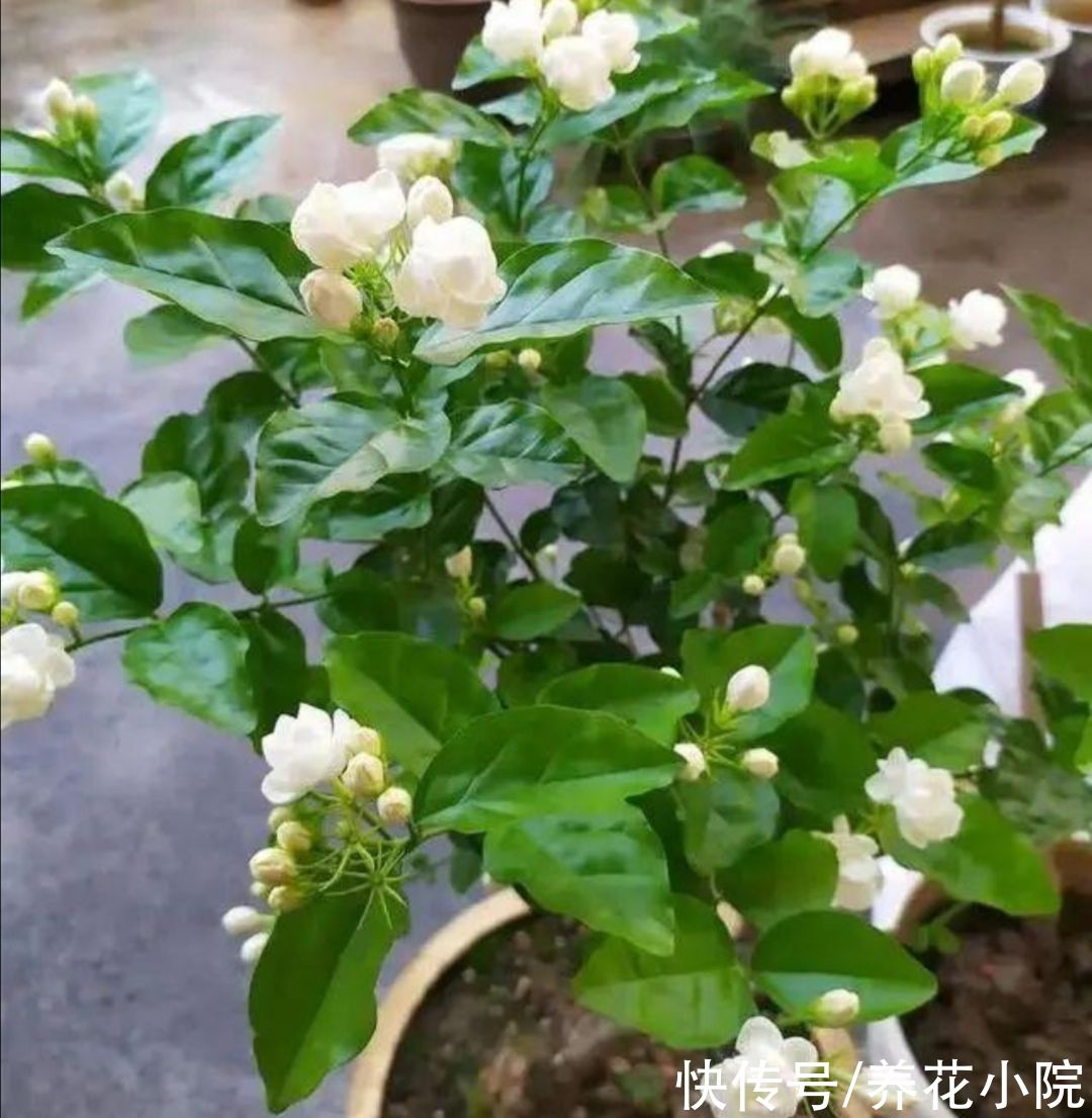 枝条|夏天养4种花，耐热、耐晒，开花多又勤