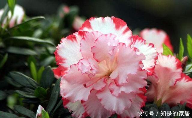 导致的落叶|杜鹃出现非正常落叶怎么办