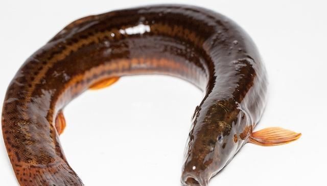 简单|垂钓泥鳅另有一番乐趣,小伙伴们又去钓泥鳅了,垂钓技巧简单易学