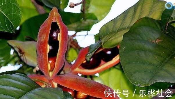 野菜|它是长在树上的“花生”，农民们视为珍贵野果，很多人见过没吃过
