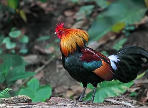 上火|秋天为什么要少吃鸡肉?这几类人要注意