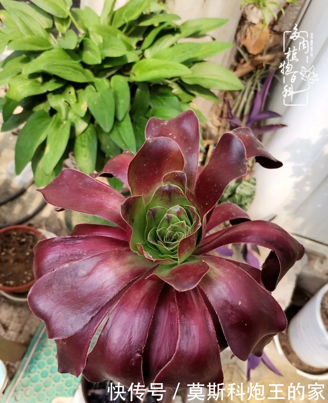 回顾令人难忘的2020年!2021,我定不负美肉不负众望!