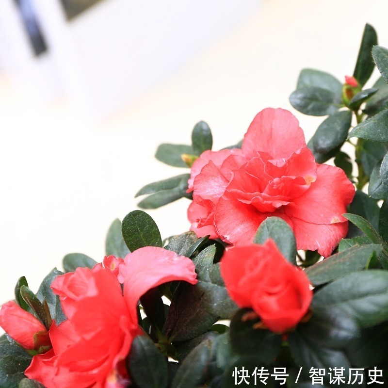 建议大家不管院子多大,种上5种花卉,香飘满园,全村最有面