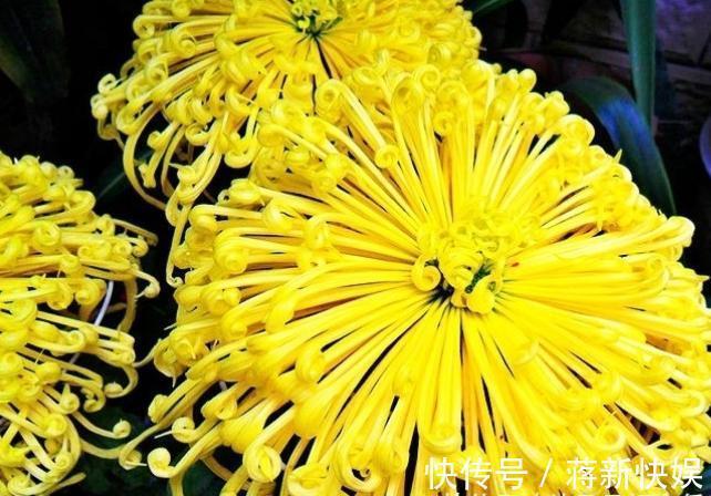 喜欢菊花,不如养盆“国华系列”国华皇冠,似美人偏偏,娇艳高贵