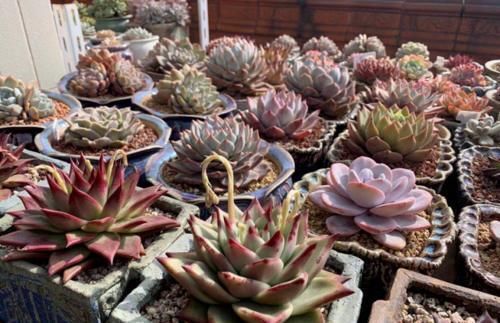 附图|有没有喜欢多肉植物,但养啥死啥,最后只剩下一堆盆儿的人?