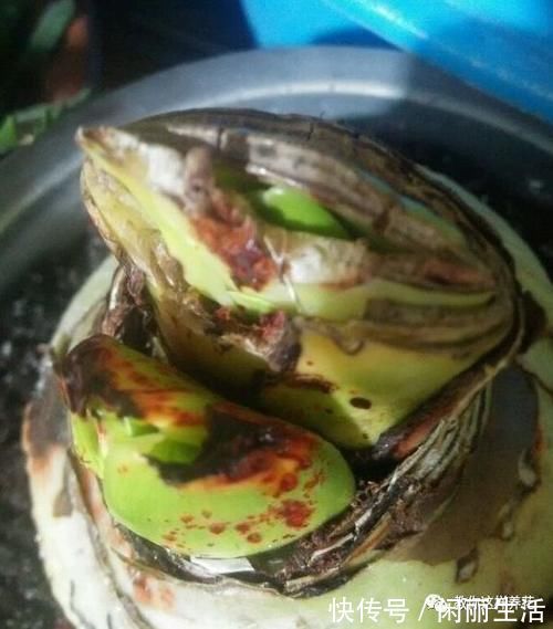 君子兰风信子夹箭不开花，简单1招，把花拽出来！