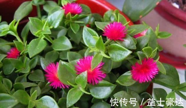 牡丹吊兰|“3种花”养家里,好养又漂亮,炒菜泡茶又养人,第三种厉害了