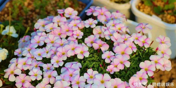 每次|酢浆草可是潜力股,每次开花一大片,冬天不开花,3点原因在搞鬼