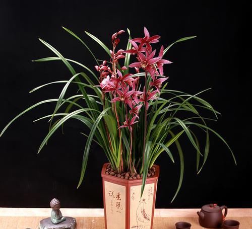 国魂|这款兰花,能轻松开爆盆,花色比国魂还艳,花香比香水还好闻10倍