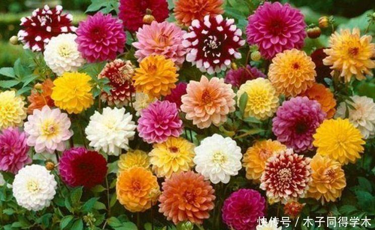 杜鹃花|4种花是懒人的最爱，有阳光就爆盆，好养不操心