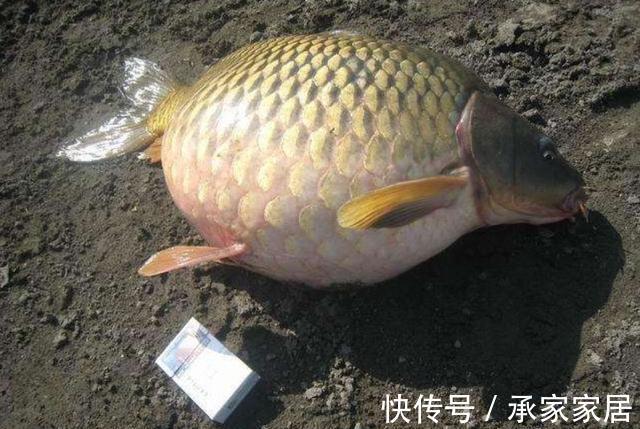 饵料|用“老三样”钓不到鲤鱼?只需要多加一种饵,效果完全不同
