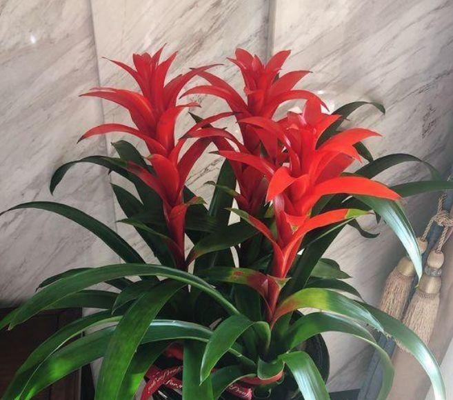 4种福运花,自带福气好养活,日子红火财运滚滚,好看极了