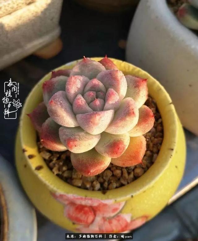 养多肉近四年，一路的走来，阳光总在风雨后！