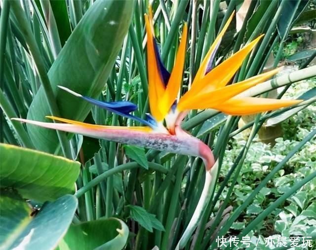 白花天堂鸟|最美不过天堂鸟,这4种极美的品种,不养实在可惜了