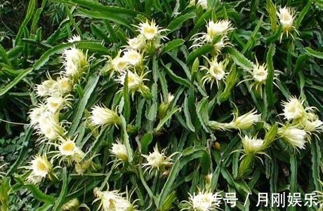 食用价值|聪明女性都爱吃的3种食物，排毒养颜、延缓衰老，早吃早受益！