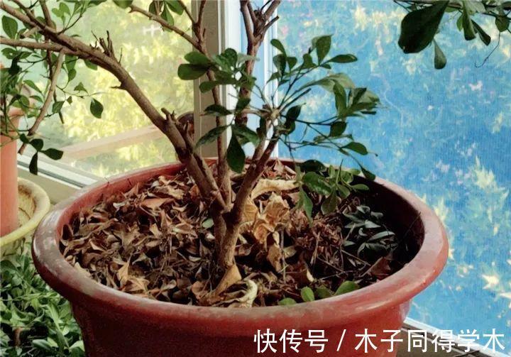 7种花，立秋后换盆，秋冬才能越养越好