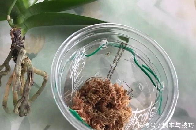 8种花,开完花别急着丢,剪一刀还能继续开!