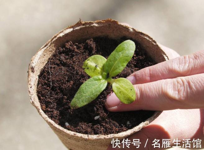 养花的土壤板结?加上4种东西,土壤疏松有劲,养啥都省心