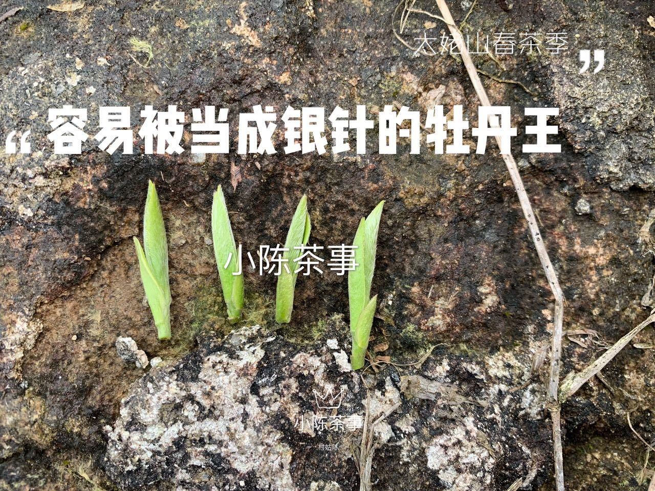 购买|赔了白茶又折荷包，这3种白毫银针请谨慎购买，不然吃亏的就是你