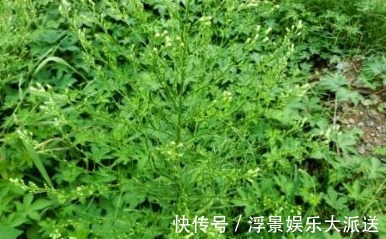 杂草|农村的野草,总以为它是杂草,不过在城里受热捧,还能入药治病