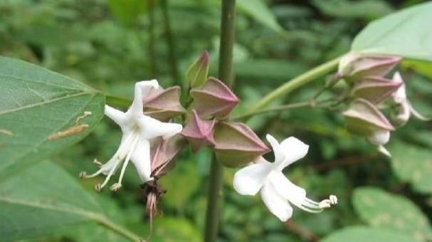 摘几片叶子揉一下,即可止痒,当凉茶喝,上火即见效,人称鬼灯笼