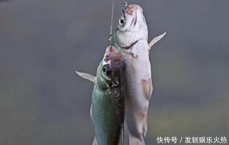 自从有了这鲫鱼钓技钓法以及鱼饵小药秘诀，天气再冷也能狂拉不断