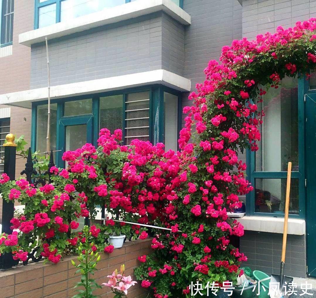 6种“富贵花”天生怕晒，客厅没光照，照样开满花，吉利旺家