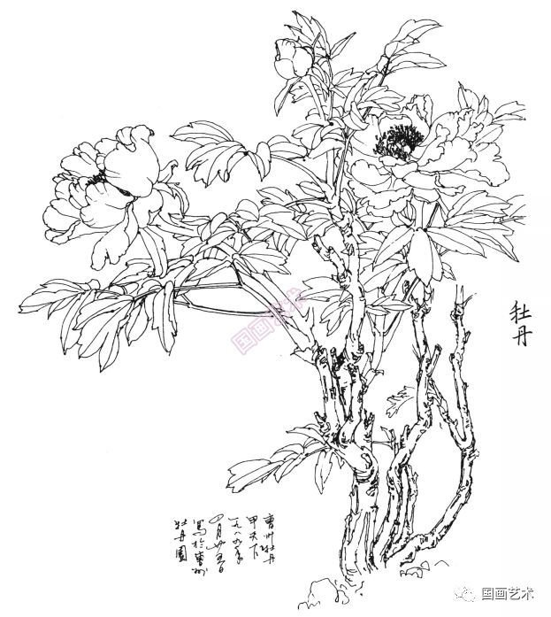  白描|花卉白描图谱选页分享